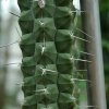 Rauhocereus_riosaniensis_v_jaenensis
